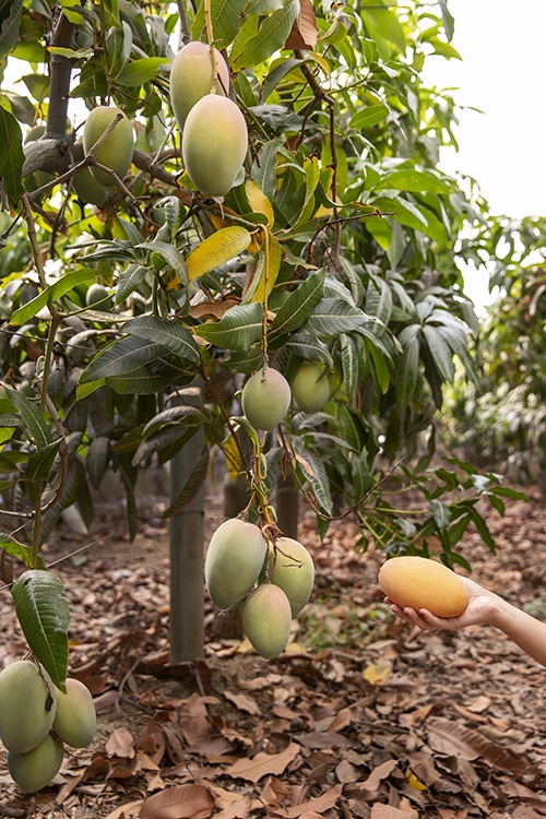Mango Plants in Grow Up Genetics